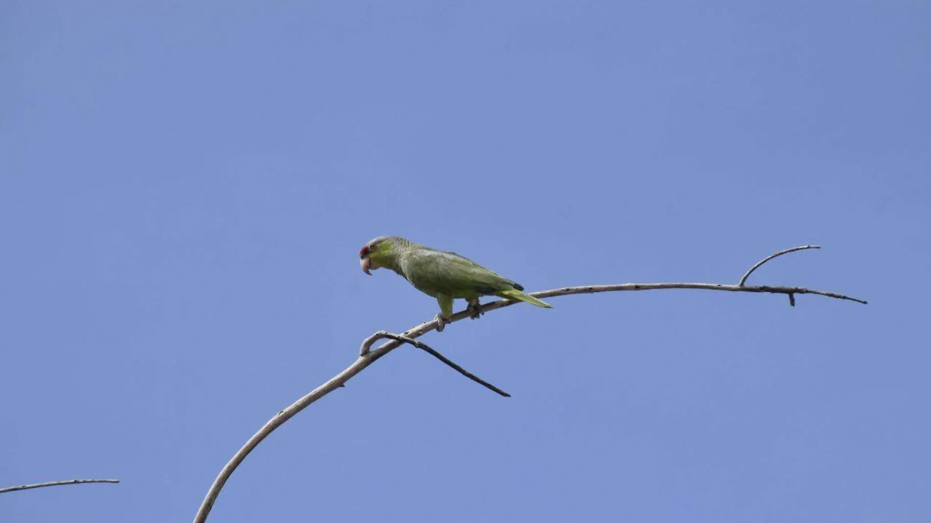 Perico Argentino